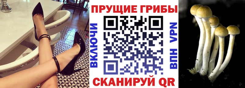 Купить закладки  Болохово  Псилоцибиновые грибы мухоморы 